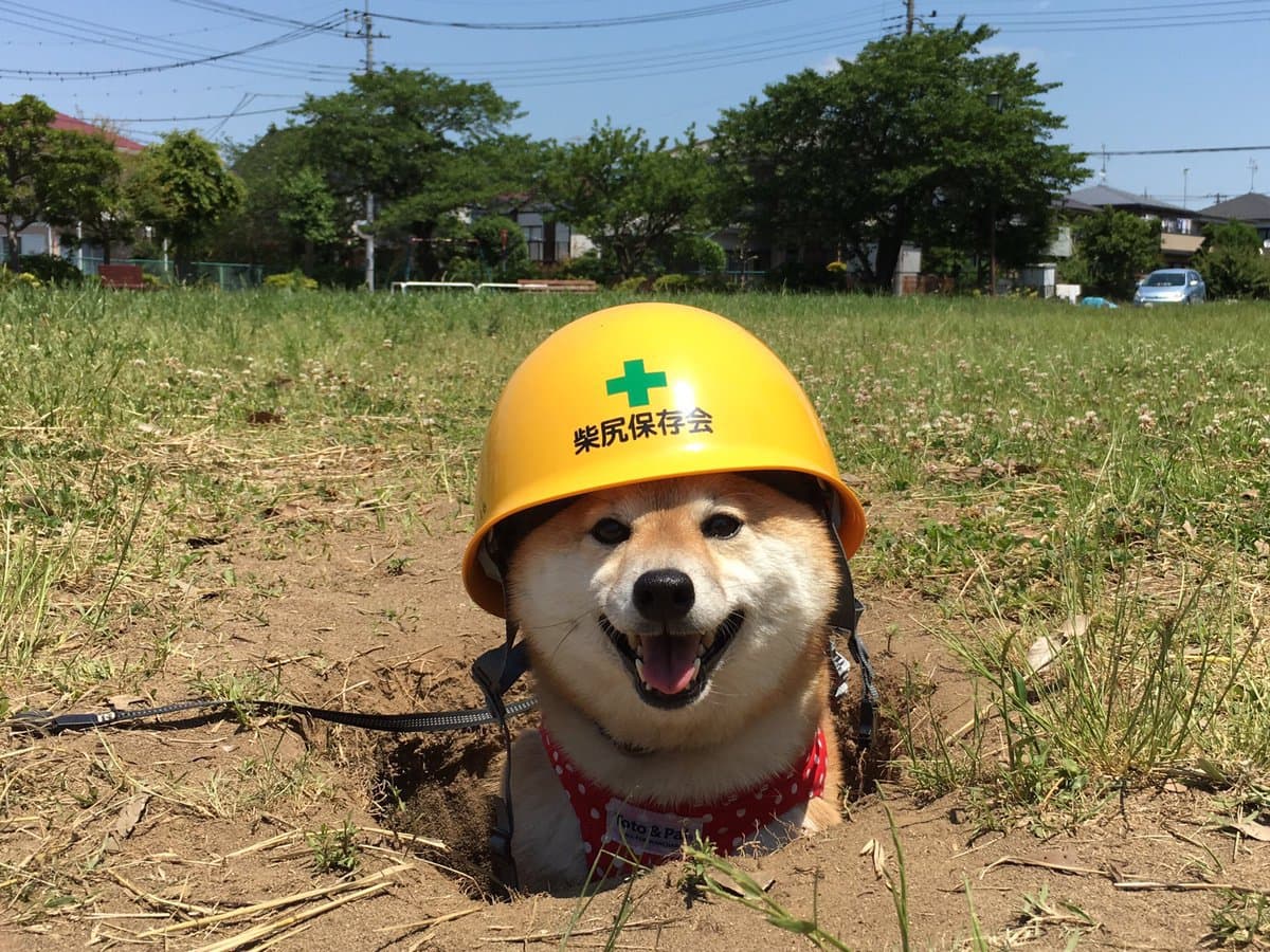 shiba